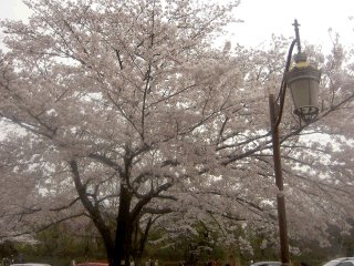 国立 大学通りの桜