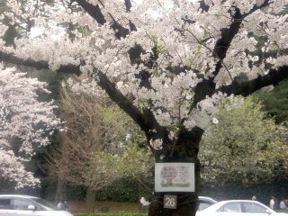 国立 大学通りの桜（治療中）