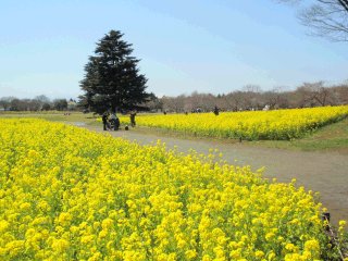 昭和記念公園の菜の花畑
